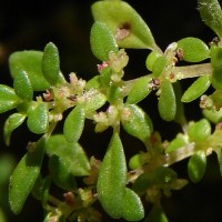 Pilea microphylla (L.) Liebm.
